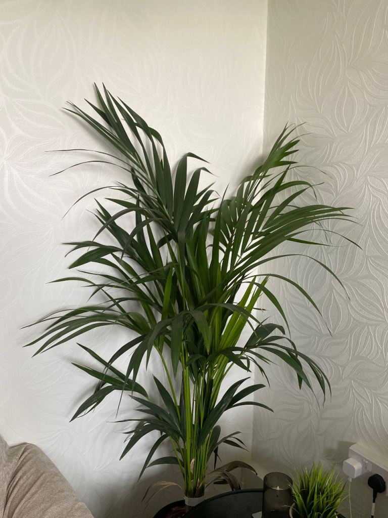 Ikea tree natural 