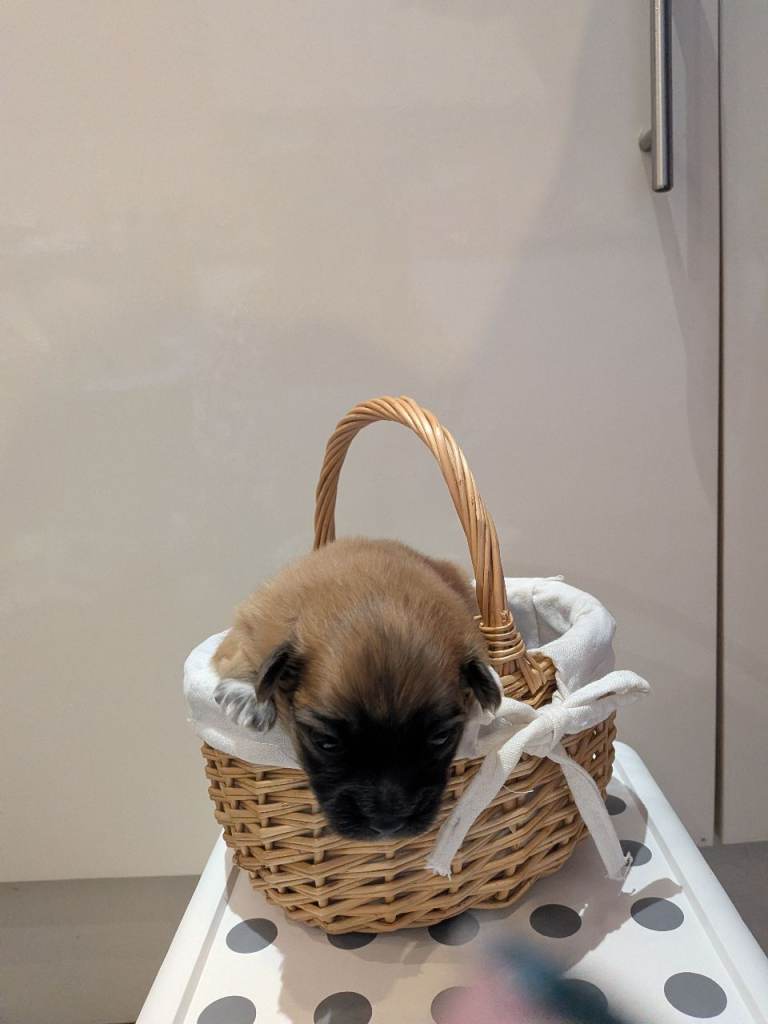 4 beautiful Pomeranian x Papillon. 