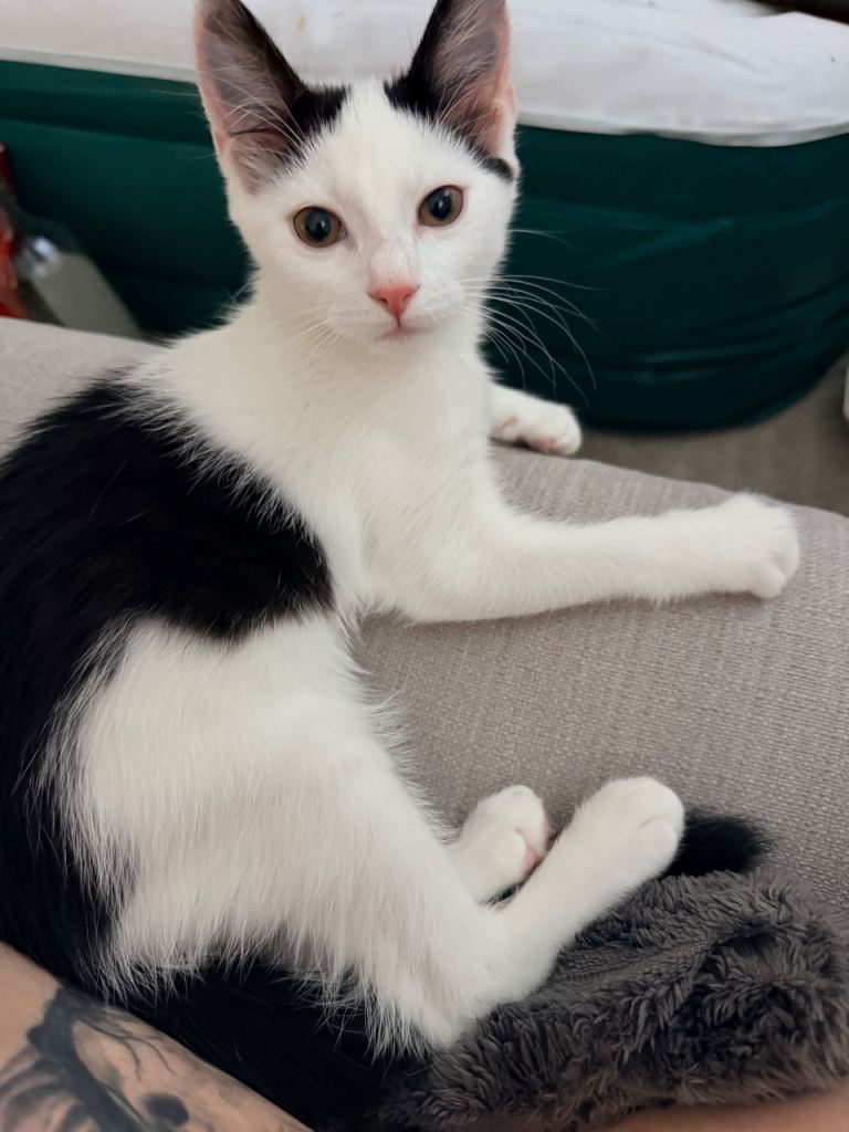 Kitten free to good home