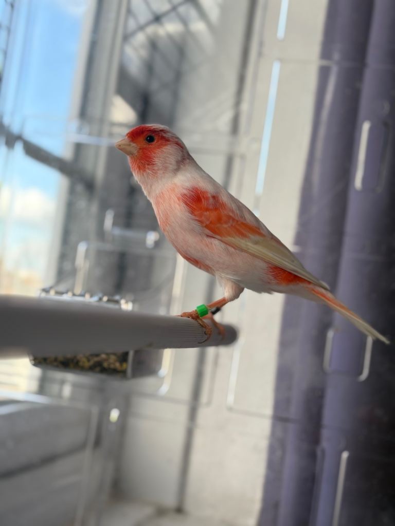 Red mosaic canary bird