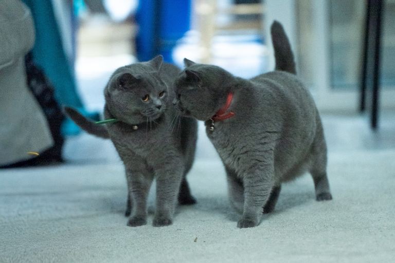 British Shorthair Cats Looking for a Loving Home