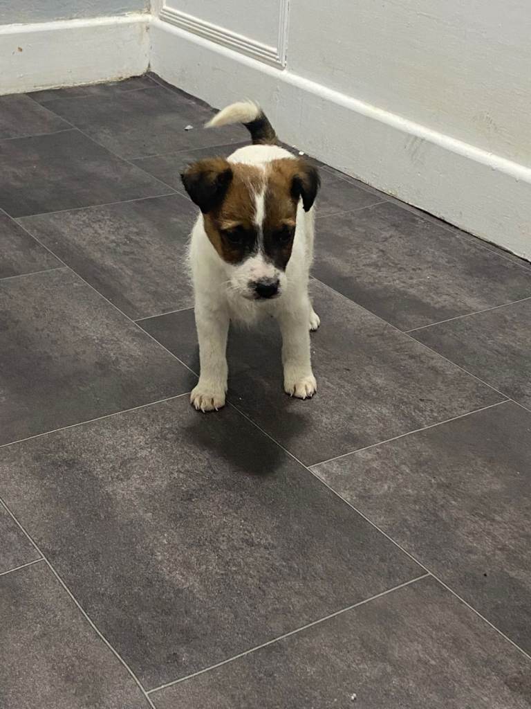 Jacky/Lakeland terrier