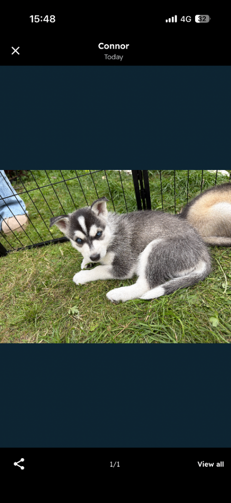 Only 2 female Left first 2  Siberian Husky x Northern Inuit Puppies – 4 Girls & 1 Boy
