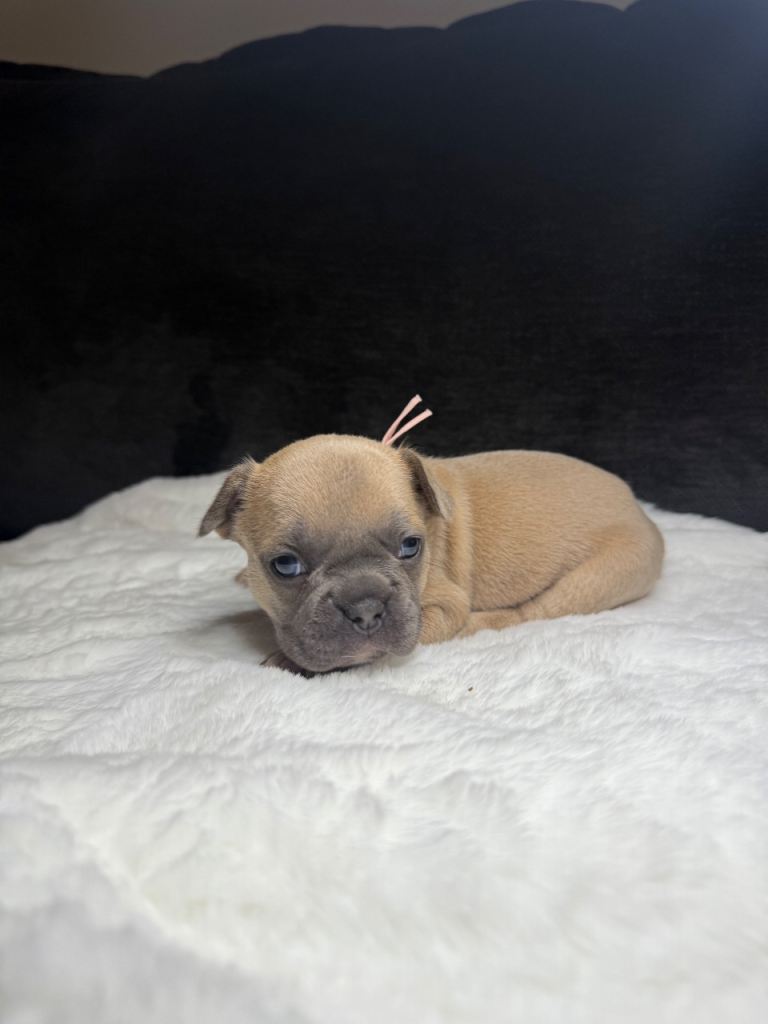 Beautiful French Bulldog Puppies 