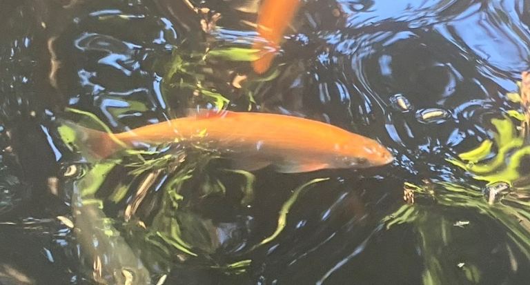 5 large Golden orfe 