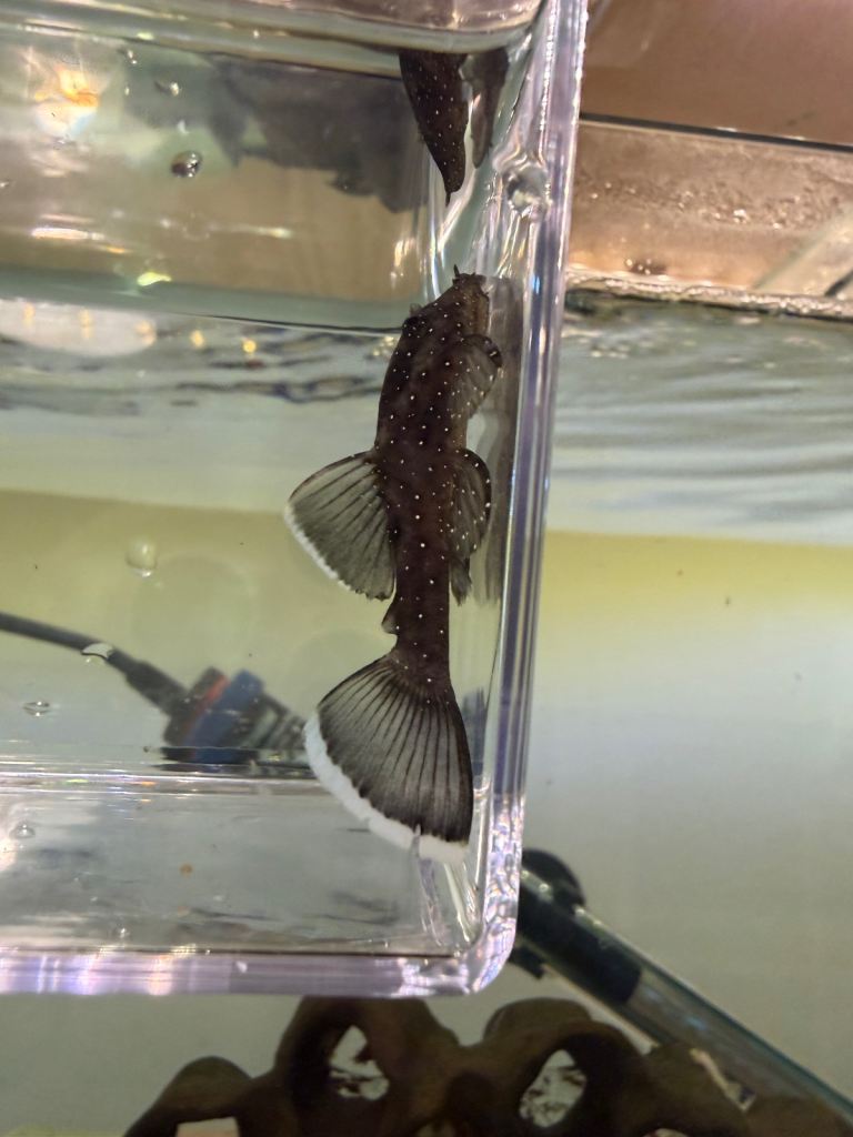 Corydoras and plecos and tetras