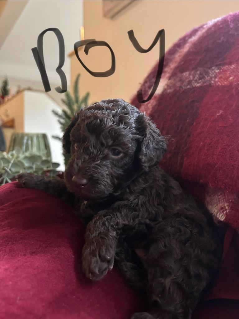 Cockapoo pups