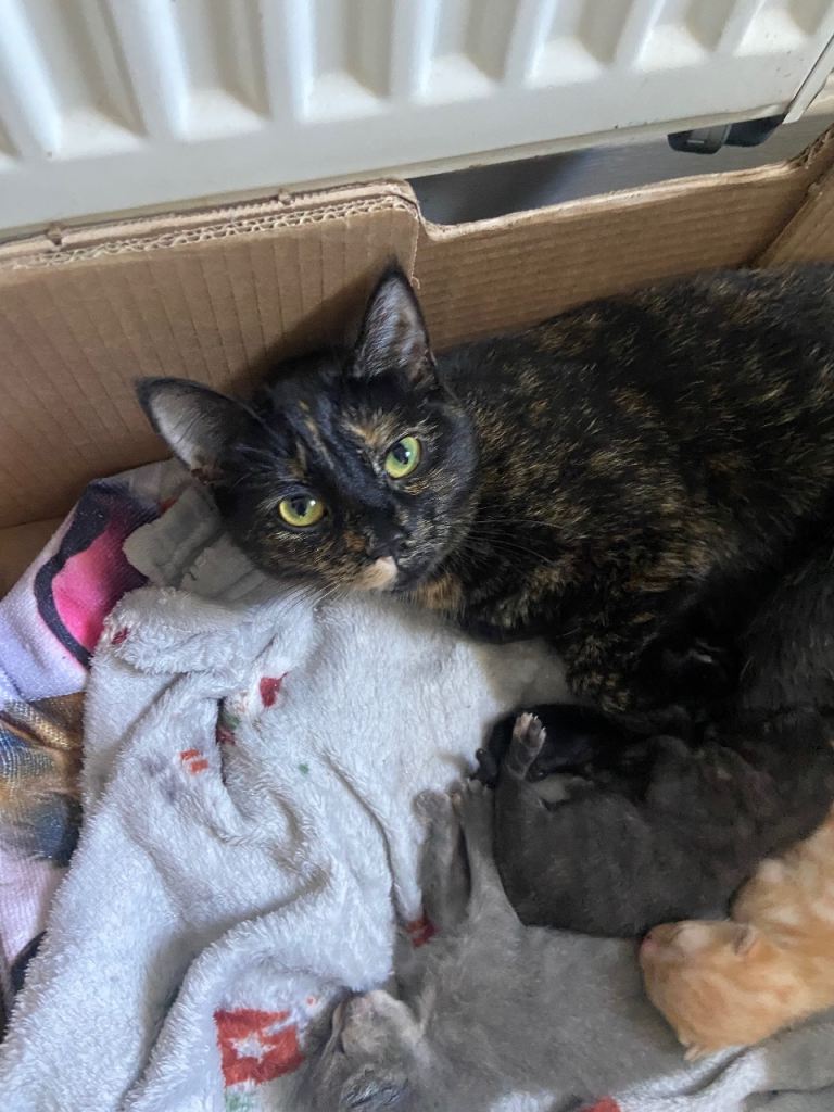 Kittens for sale 