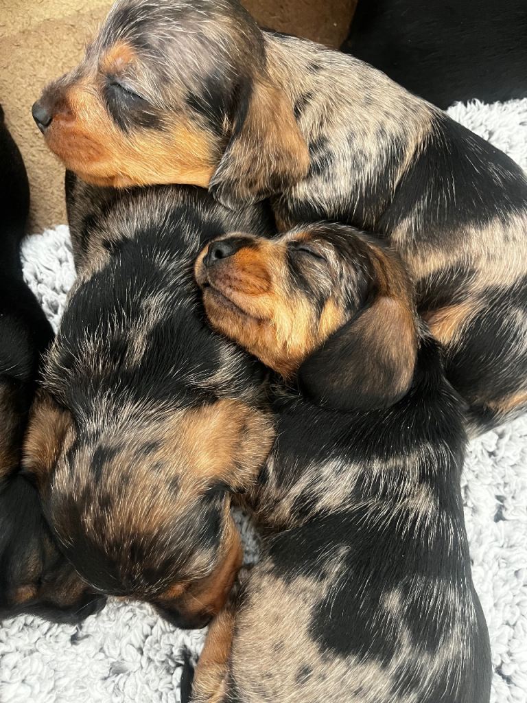 🐾 Miniature Dachshund Puppies 🐾 