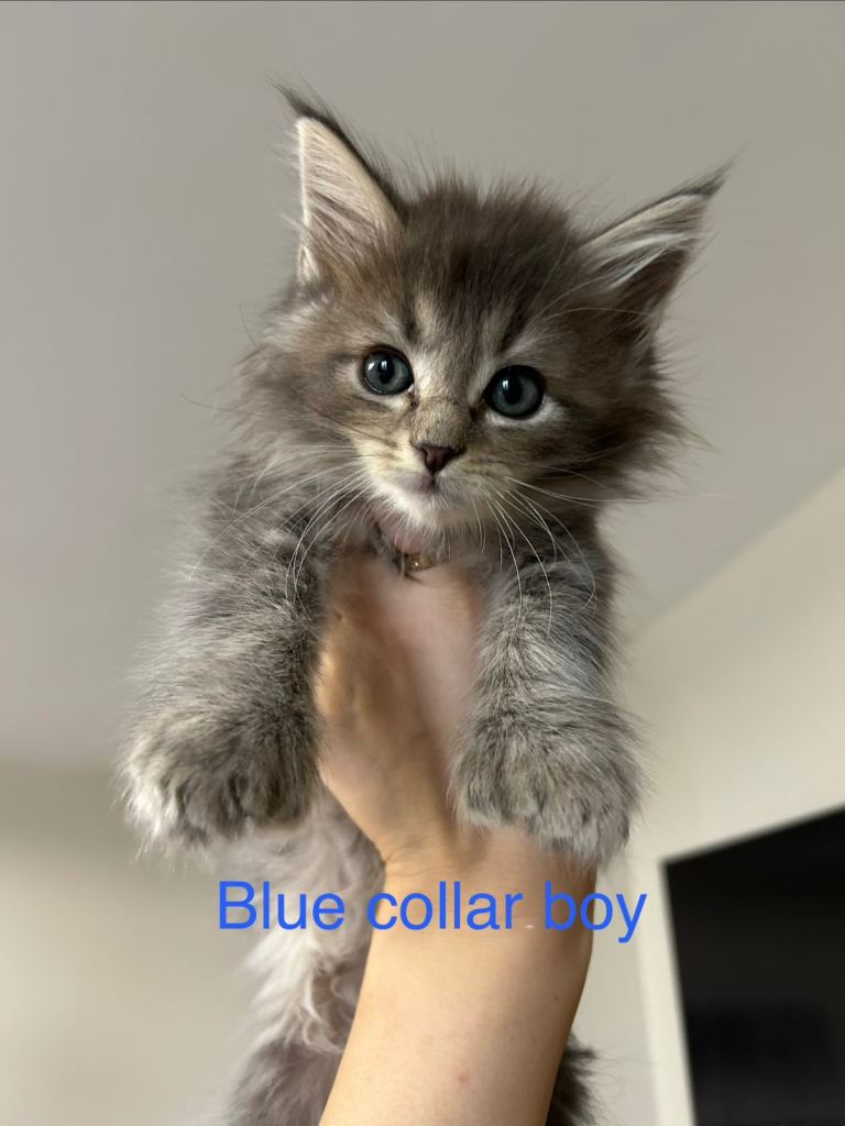 6 Remaining Maine Coon Kittens – Polydactyl & Non-Polydactyl 