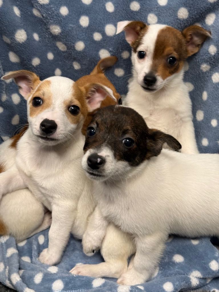 Miniature Jack Russell puppies