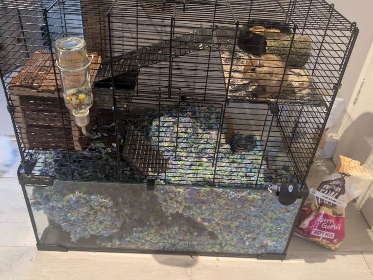 3 Female gerbils with cage