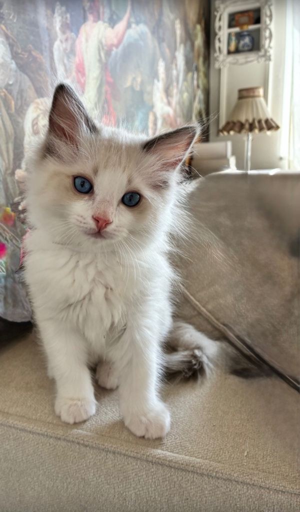 Fluffy Ragdoll Kittens – Indoor Only 🧸