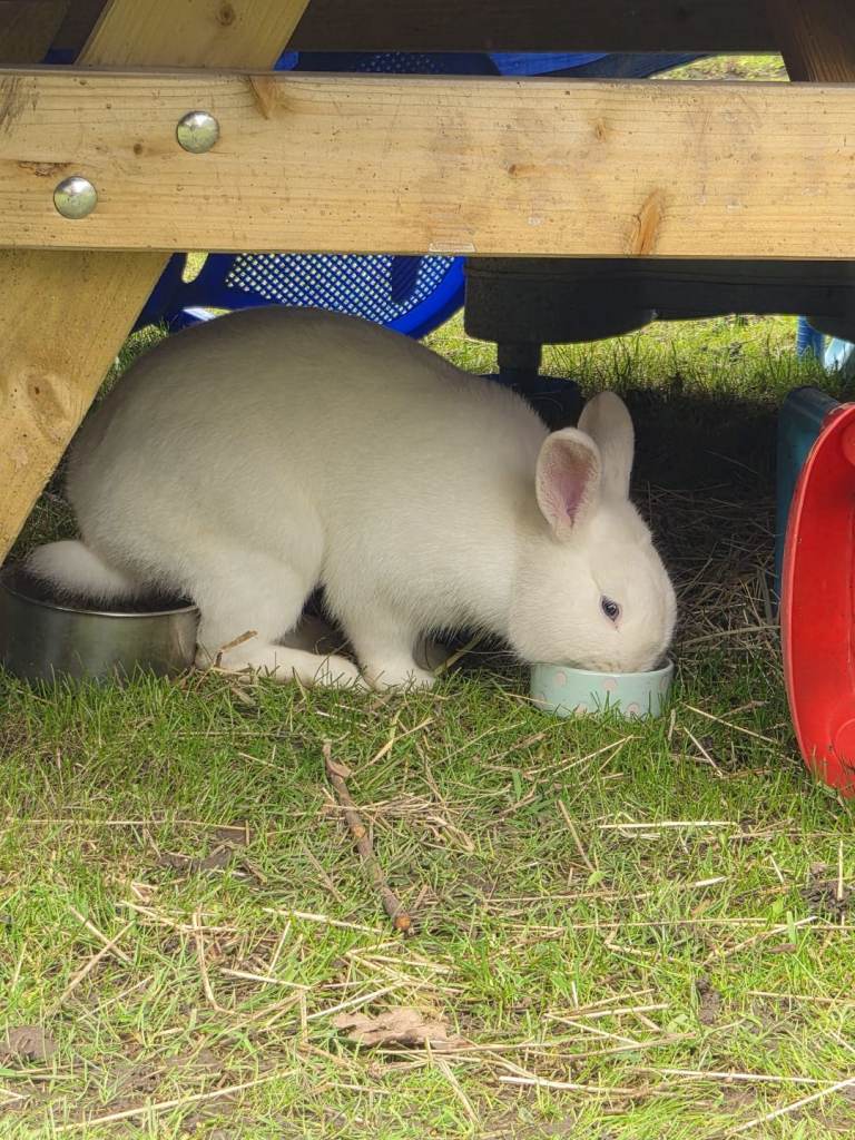 6 month old white male rabbit for sale