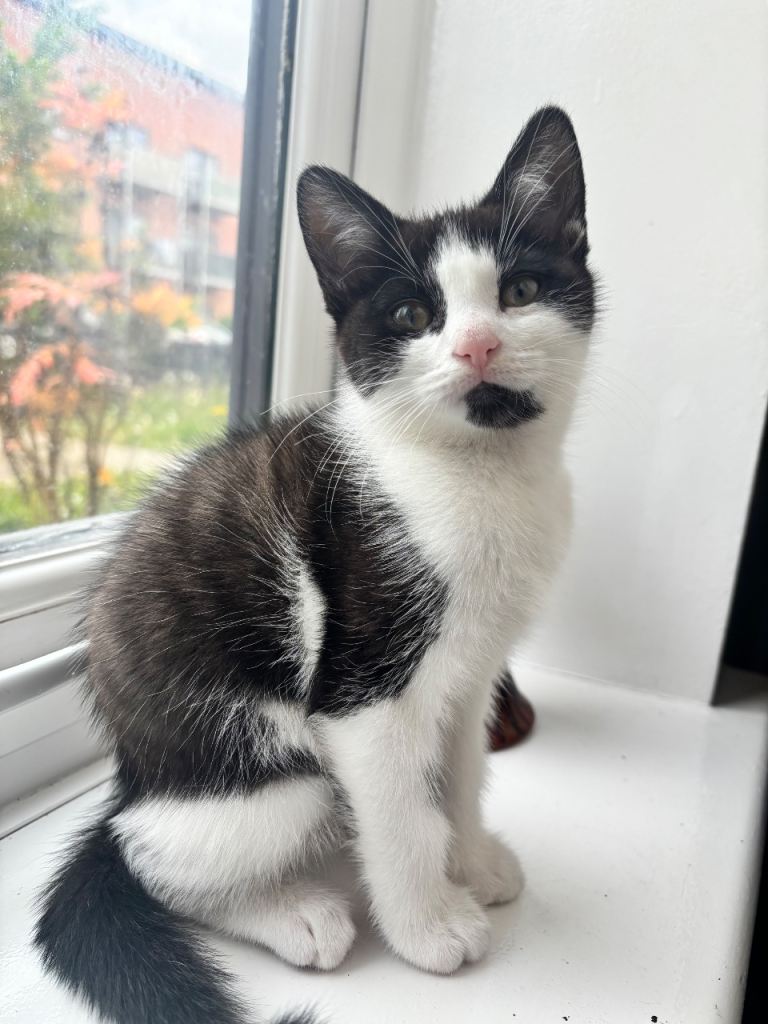 KITTEN BIRMINGHAM 