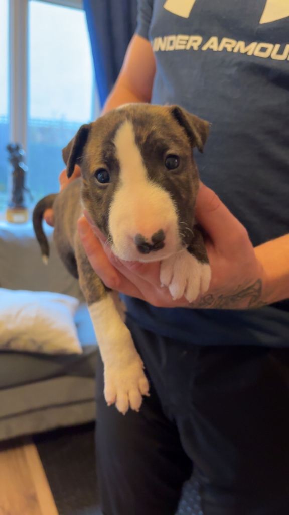 English bull terrier puppies