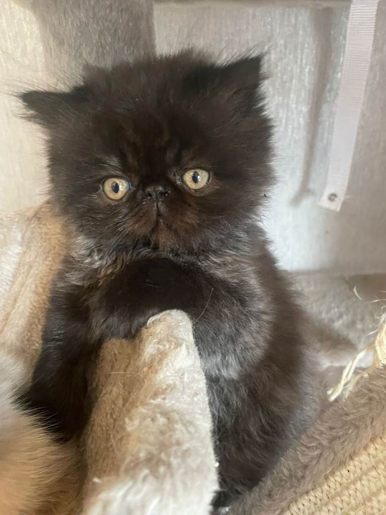 Persian kittens 