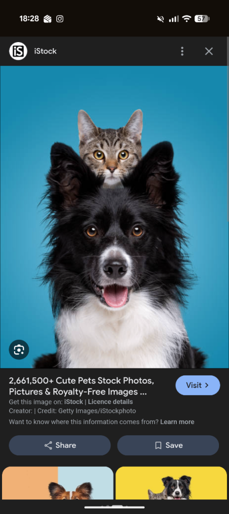 Pet Care & House sitting