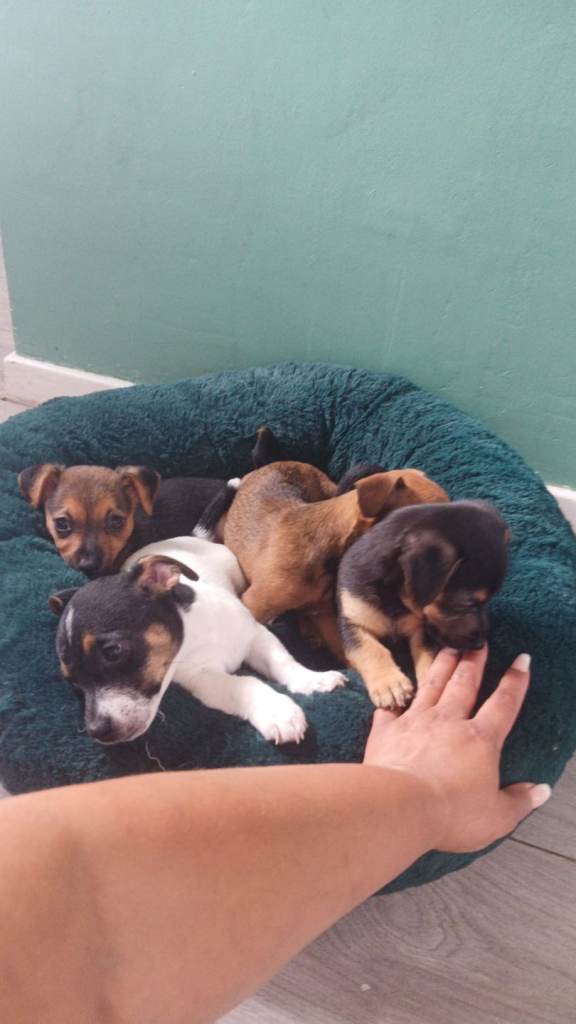 Jack russell puppies