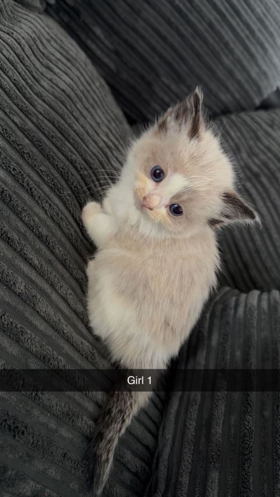 Beautiful ragdolls for sale 