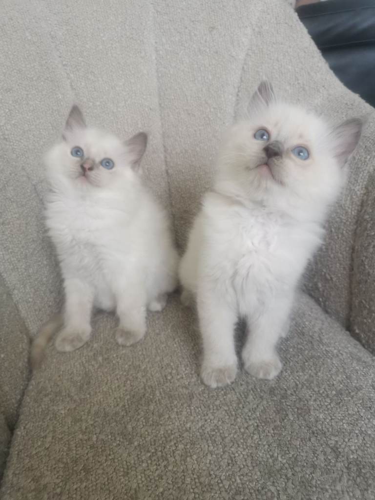 2 left health tested parents full ragdoll kittens 
