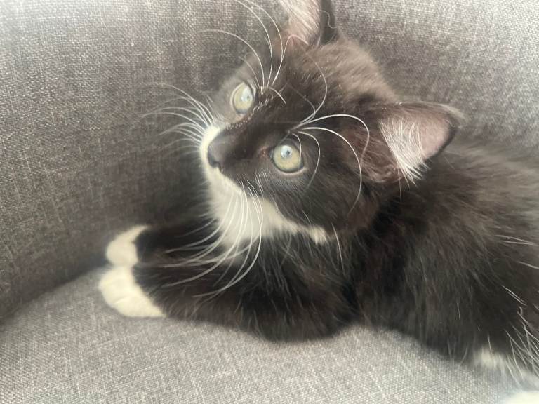 lovely kittens ready for a new home