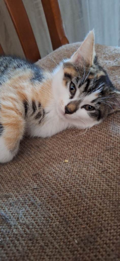 Beautiful Ragdoll cross kittens for sale