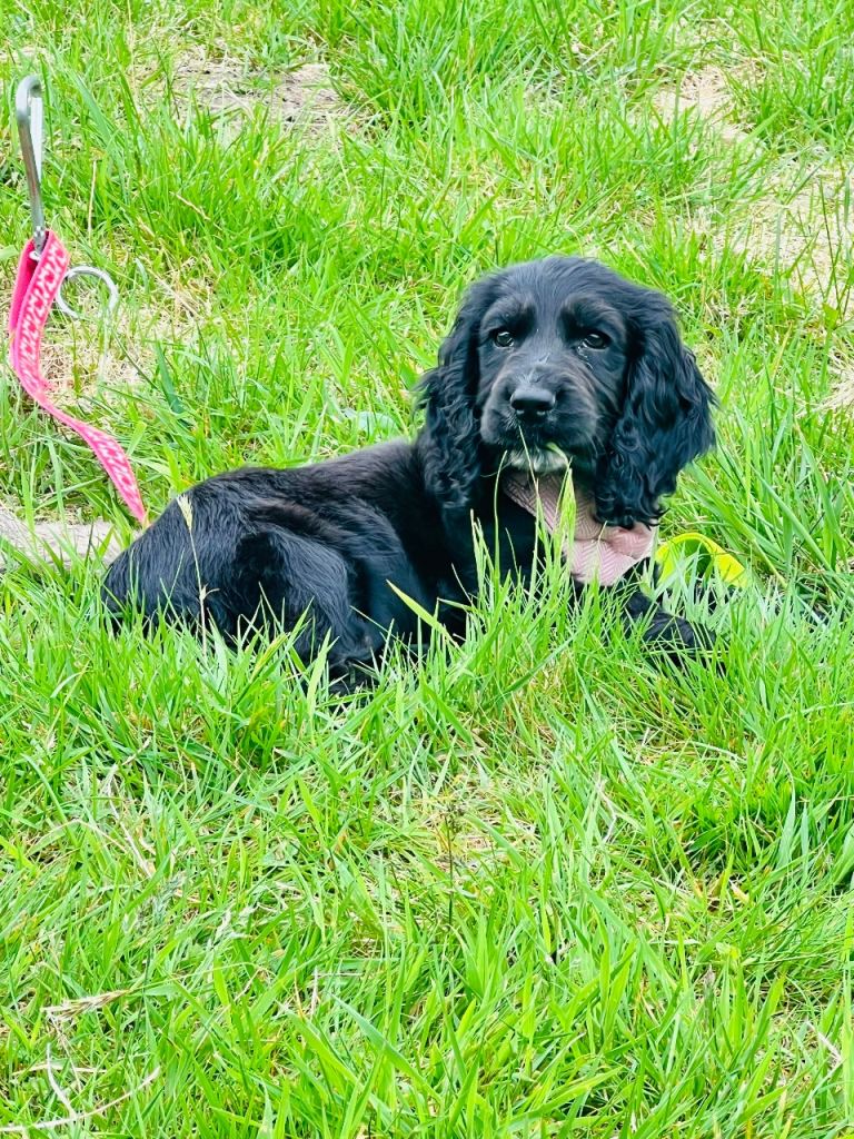 Cocker spaniel pup (pending) 