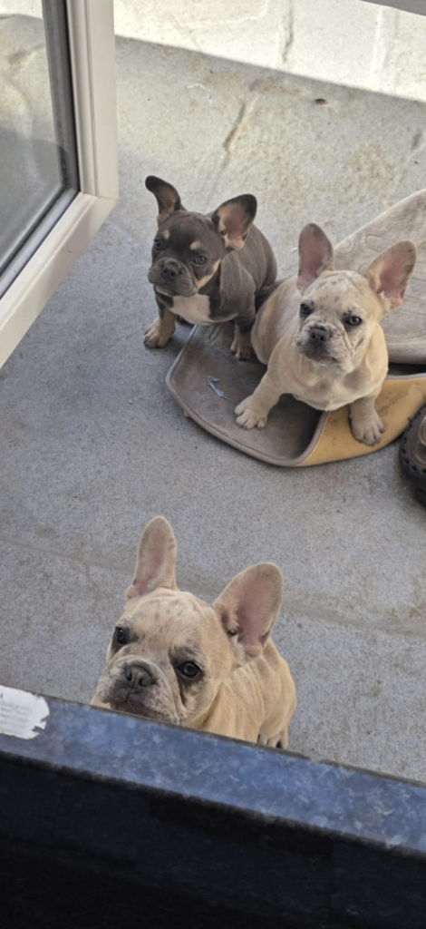 French bulldog puppy’s 
