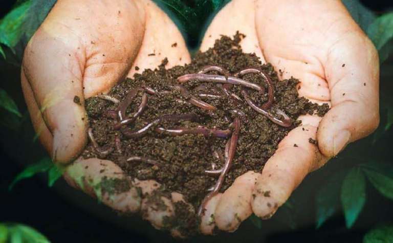 50g Wormery Compost Worms with Bedding Culture For Earthworms