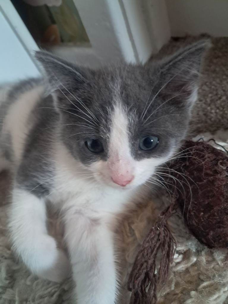 BEAUTIFUL BLUE BOY AVAILABLE NOW