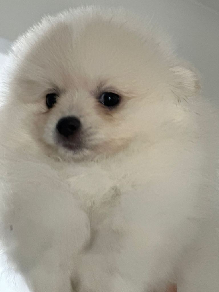 pomeranian female 