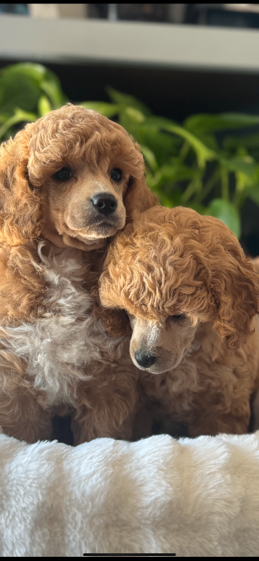 Toy Poodle puppies
