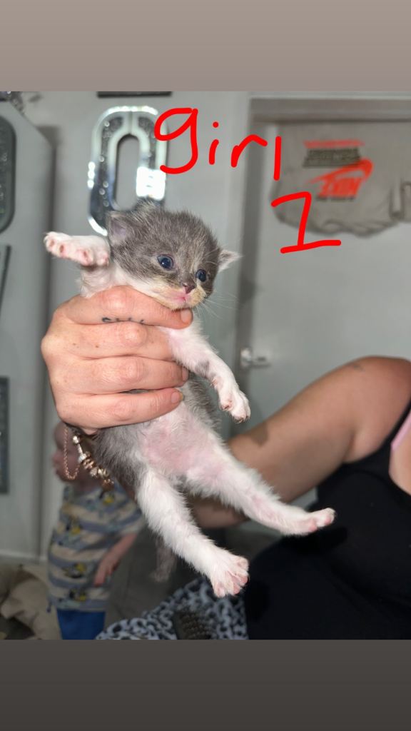 Mainecoon mixed kittens
