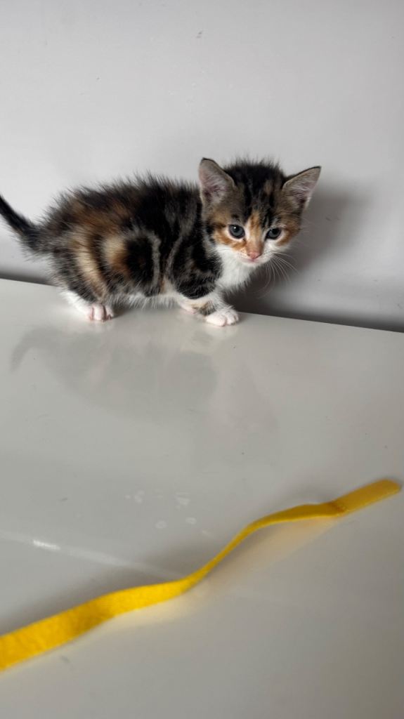 5 kittens 