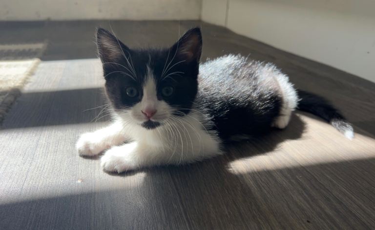 Kittens