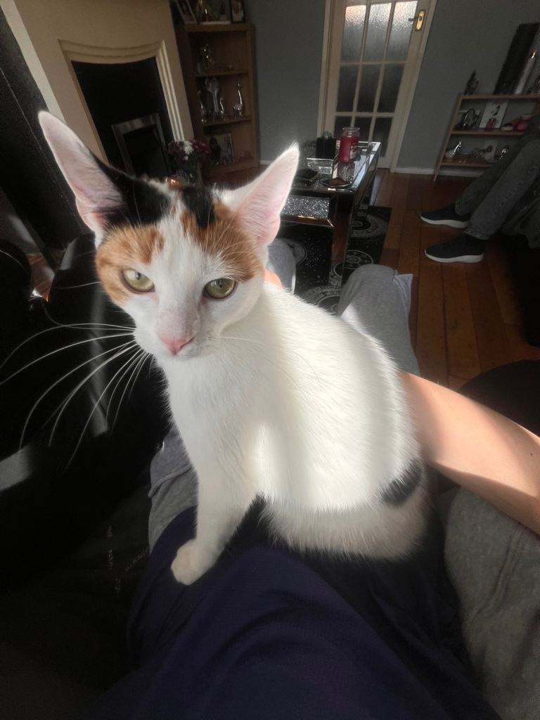 American shorthair 9 month old male and female kittens