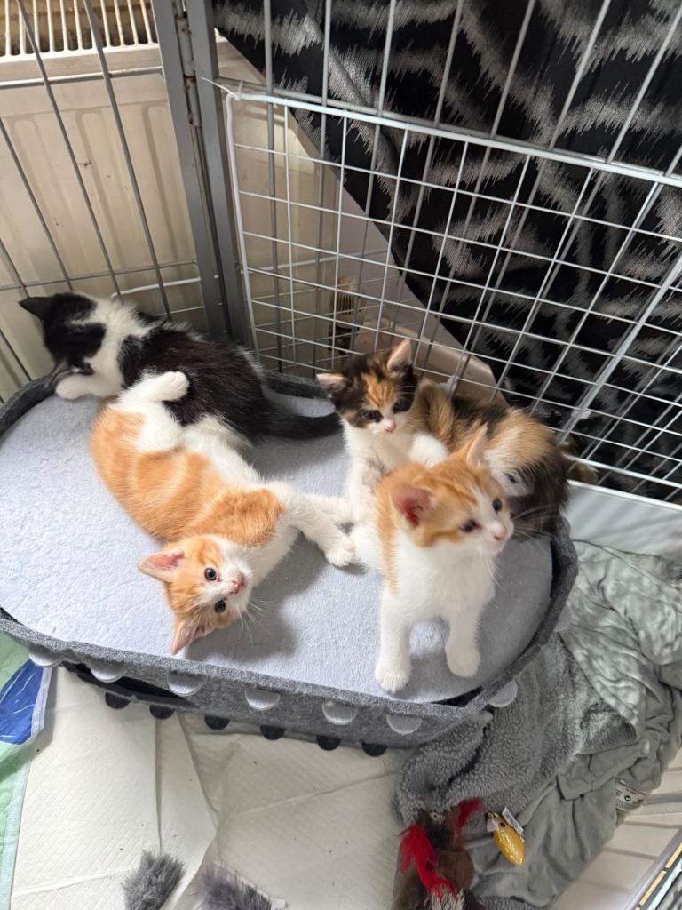 Stunning ragdoll cross kittens