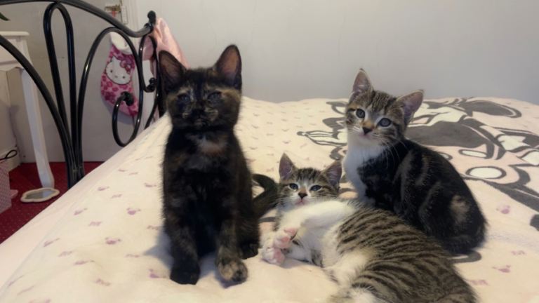 Kittens looking for loving home 🤍🐾
