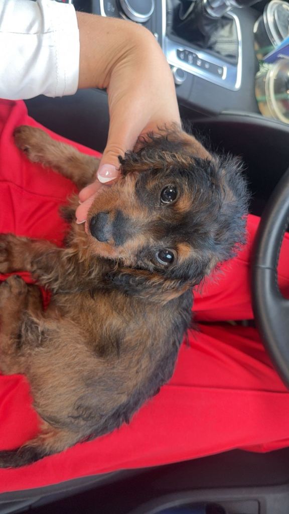 Mini dachshund/poodle 