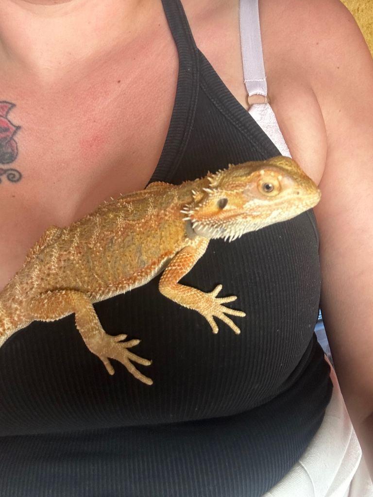 Reptiles 