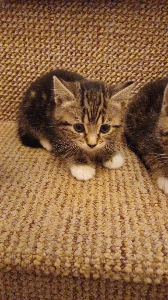 Kittens 