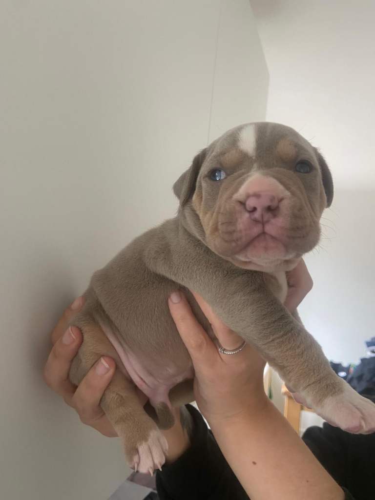 American pocket bully 