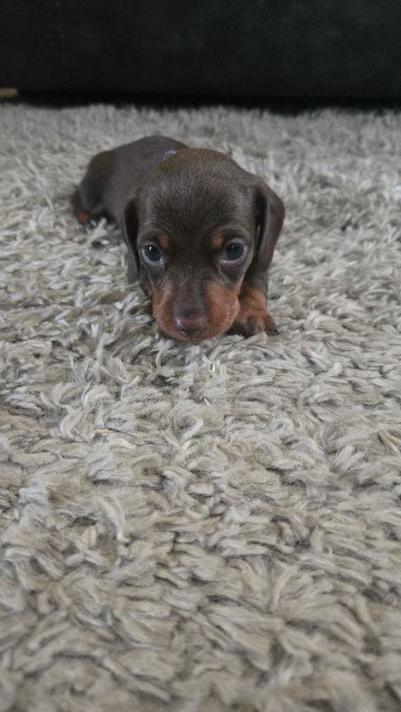 ALL FEMALE Minature Daushund Puppies available from the 4th August