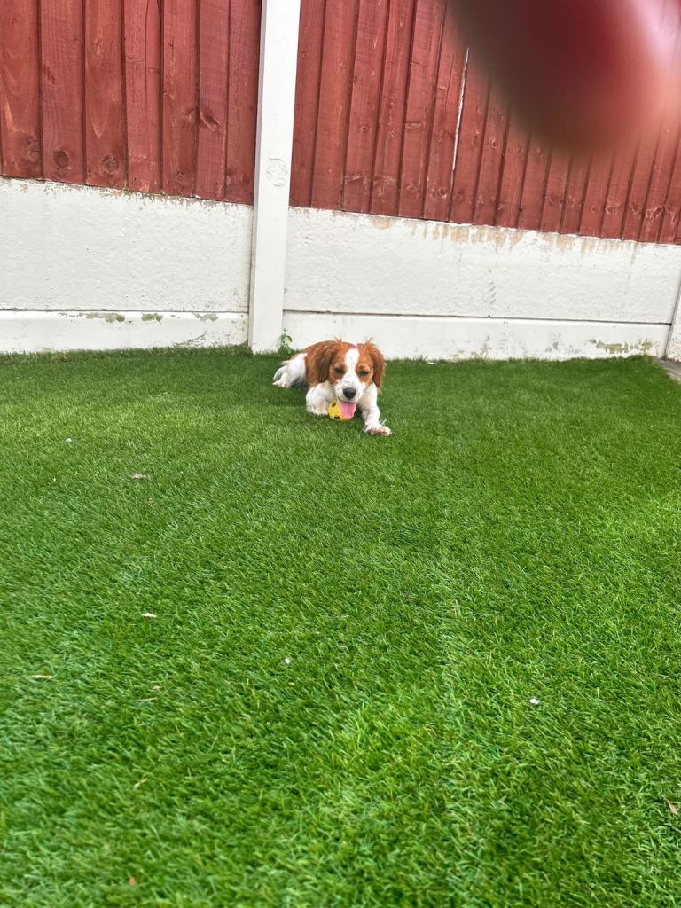 King Charles Cavalier/ Jack Russell 