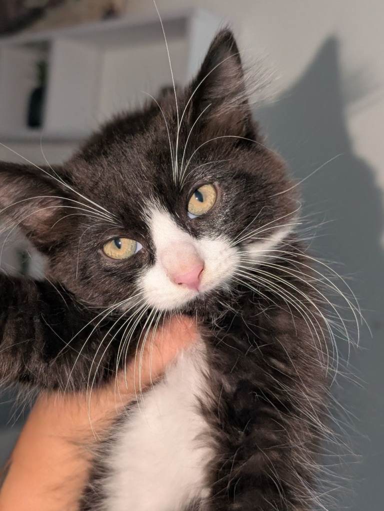 Maine coon cross kittens 