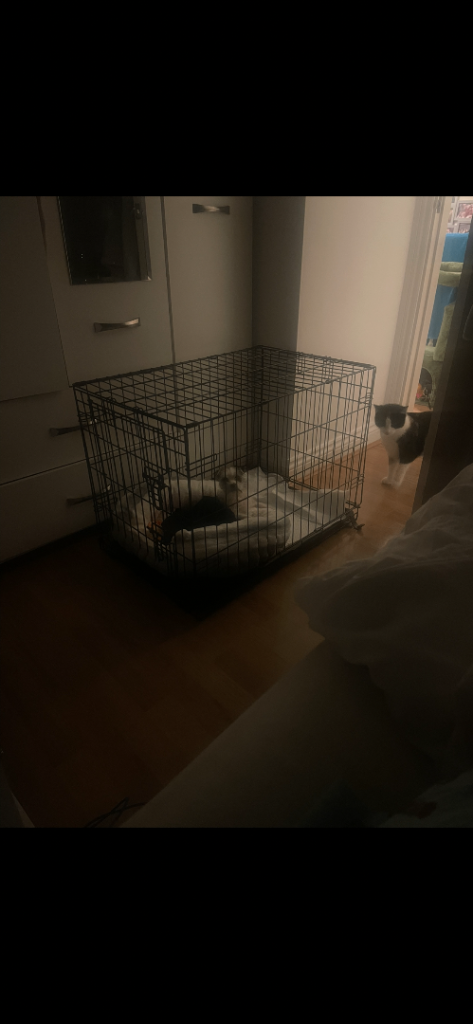 *free* dog crate & playpen