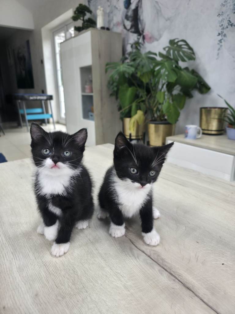 Kittens for sale