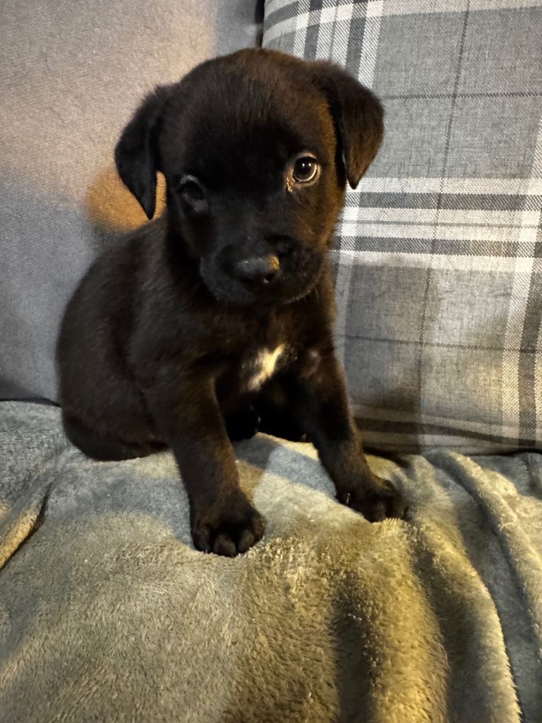 Staffrador puppies! Last boy remaining 