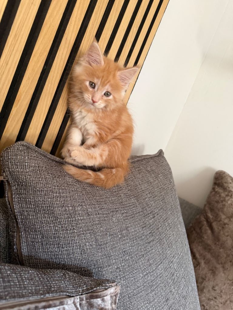 Maine coon kitten 